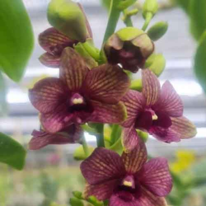DENDROBIUM EMERALD MATURE PLANT