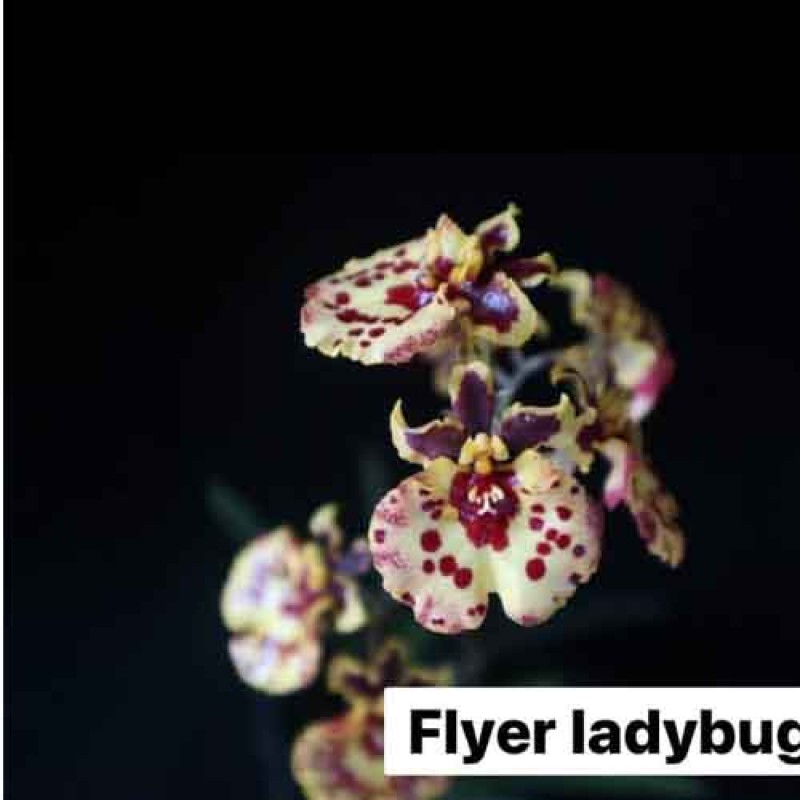 TULUMINA -FLYER LADY BUG