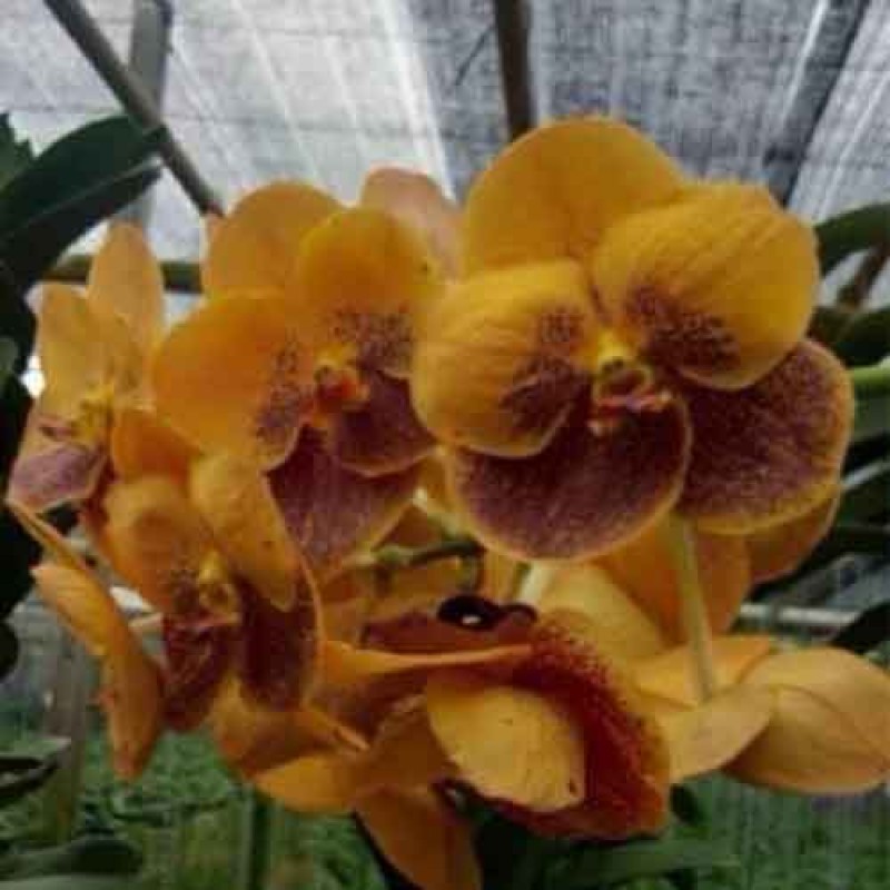 VANDA BROWN 32