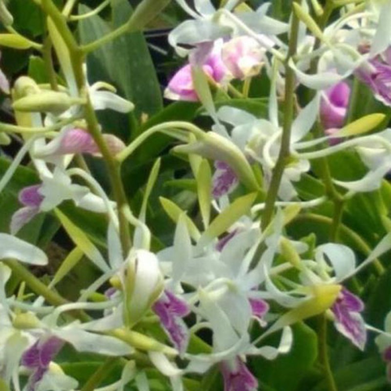 DENDROBIUM - LOWANA 