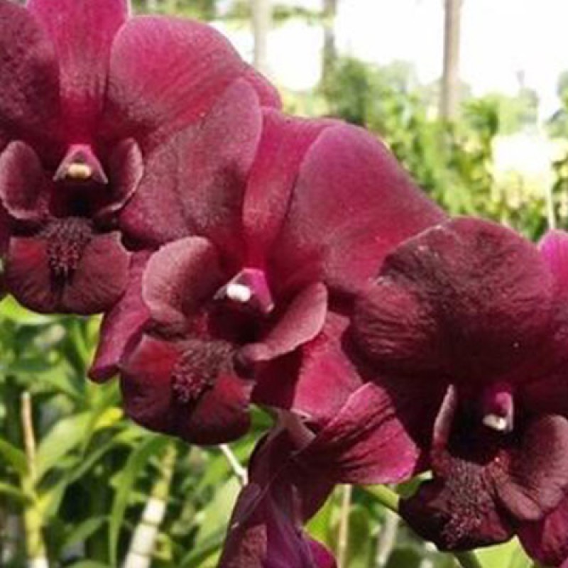 DENDROBIUM(SEEDLING) - RED TOWN 