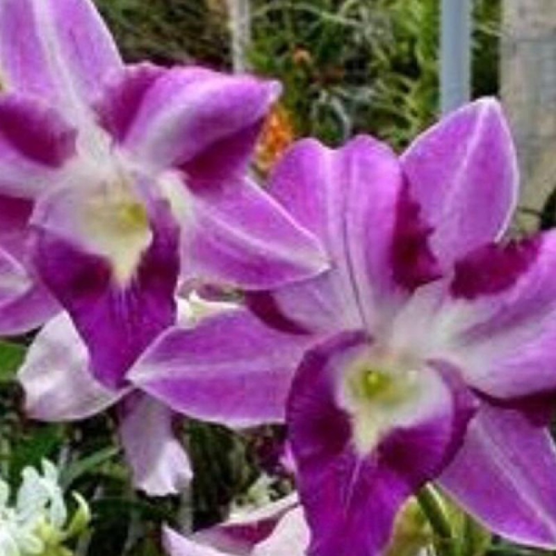 DENDROBIUM - SUPAN KING 