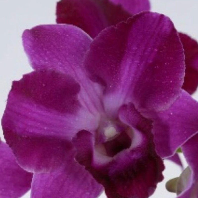 DENDROBIUM - RED SPLASH 