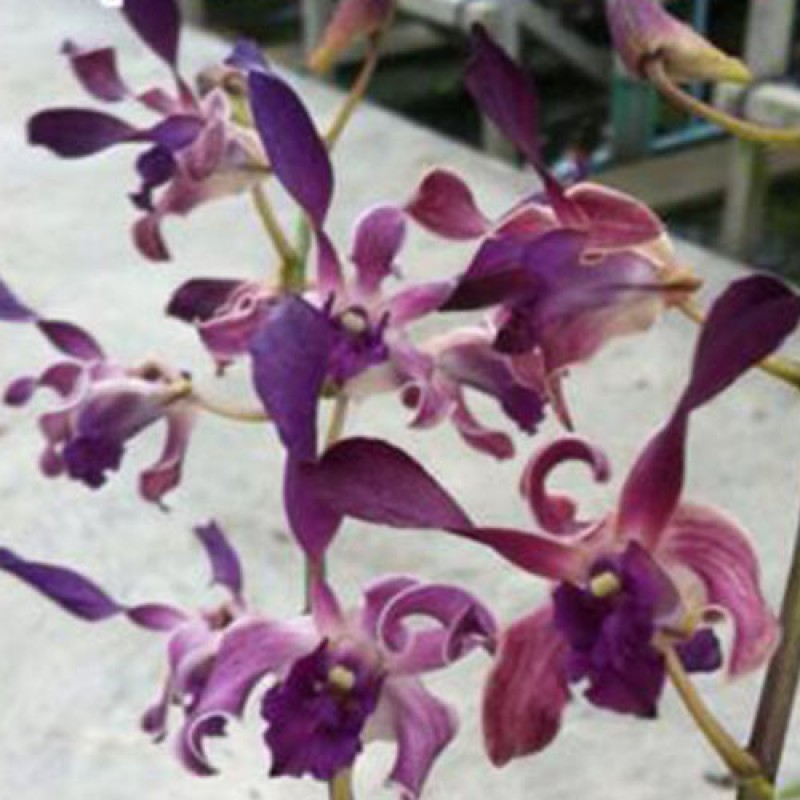 DENDROBIUM (MATURE PLANT) - BLUE TWIST # 1076