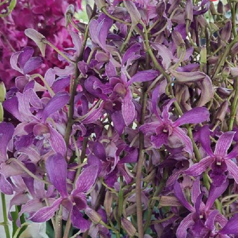 DENDROBIUM - SWANS BLUE