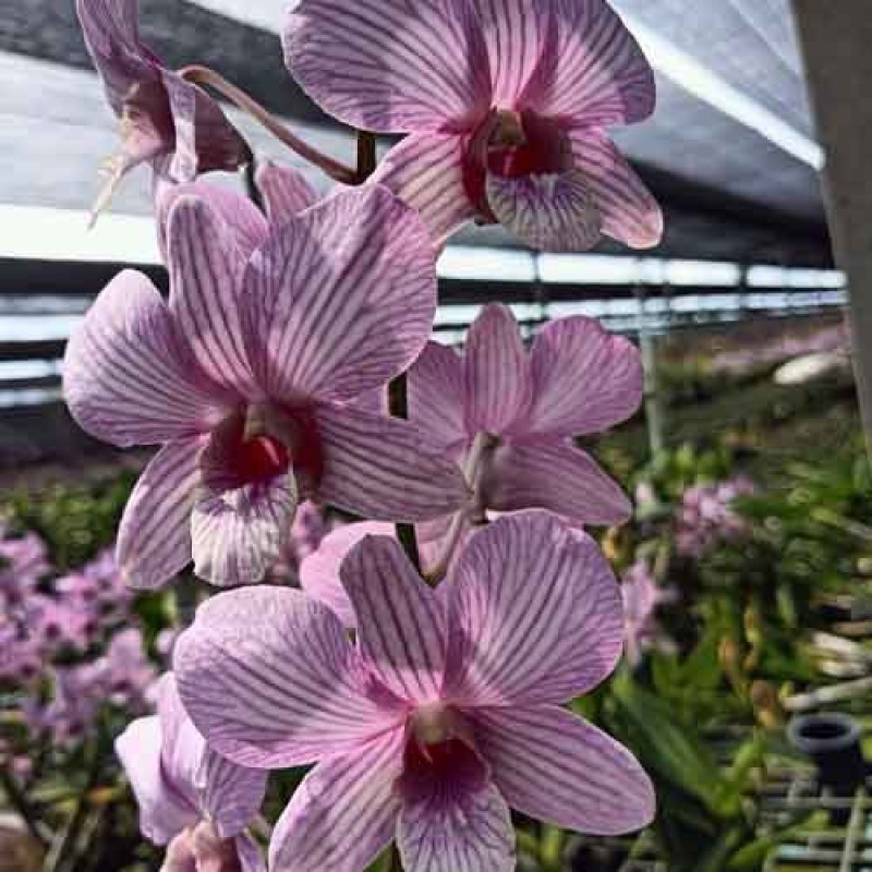 DENDROBIUM BOO BOO PINK STRIPE MATURE PLANTS