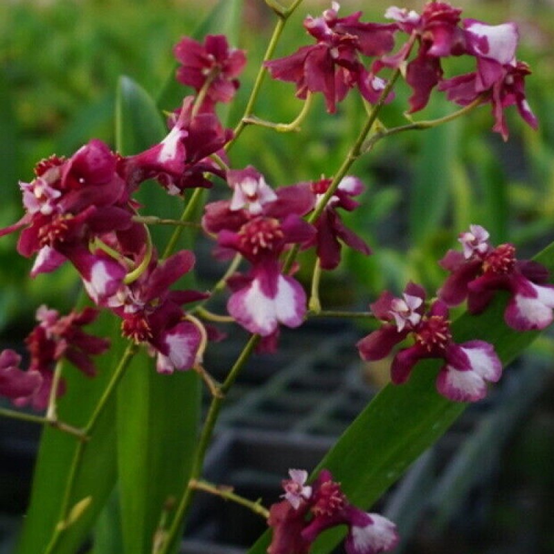 ONICIDIUM - FRAGRANCE