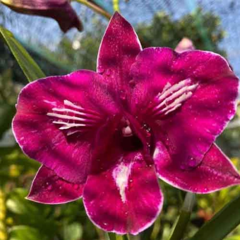 DENDROBIUM TIPAWAN RED MATURE PLANTS
