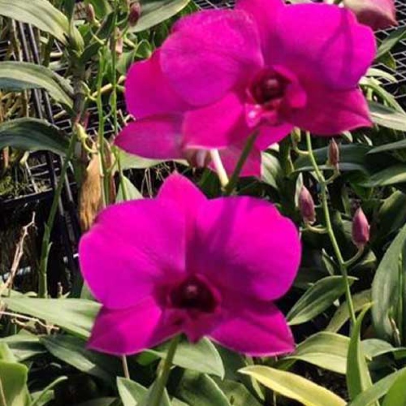 DENDROBIUM SEEDLING -  XL 6