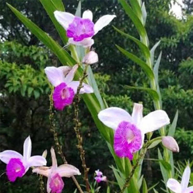 DEN. SPECIES - ARUNDINA GRAMMINIFOLIA