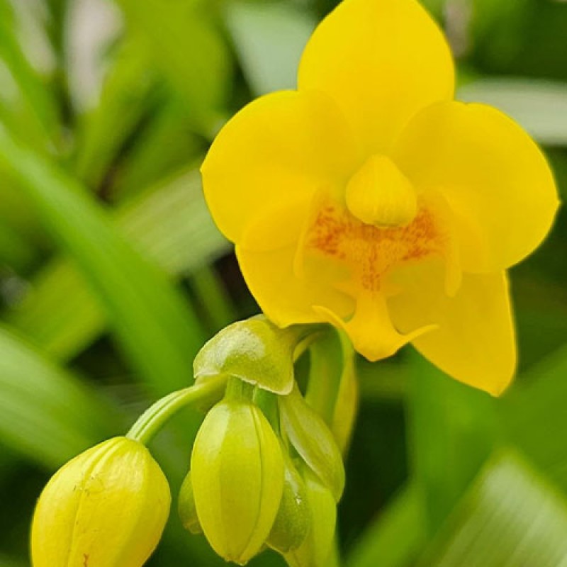 SPATHO -  YELLOW 