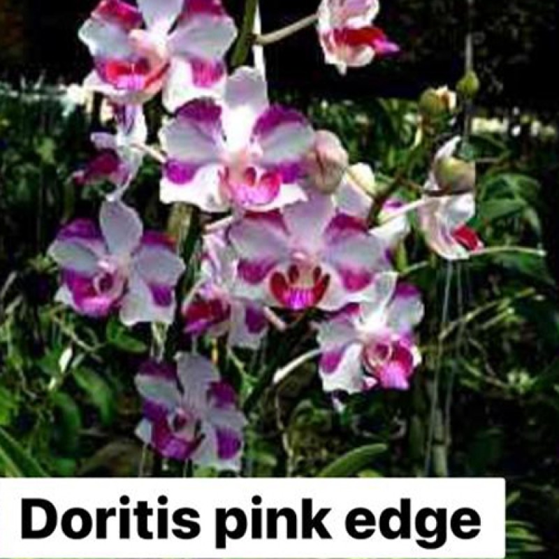 DENDROBIUM - DORITIS PINK EDGE
