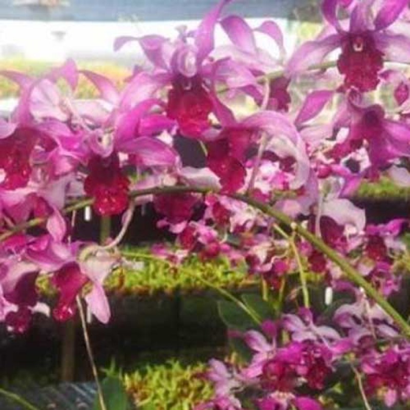 DENDROBIUM SEEDLING -  CAESER BIG RED LIP