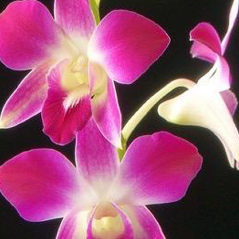 DENDROBIUM - SONIA 