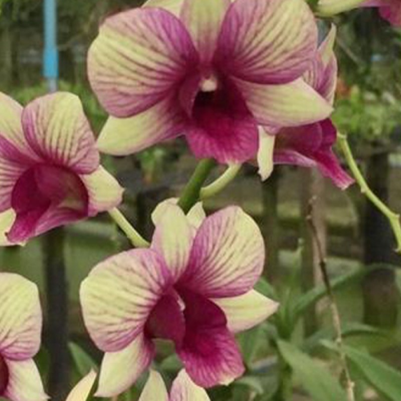 DENDROBIUM - YELLOW RED STRIPE 
