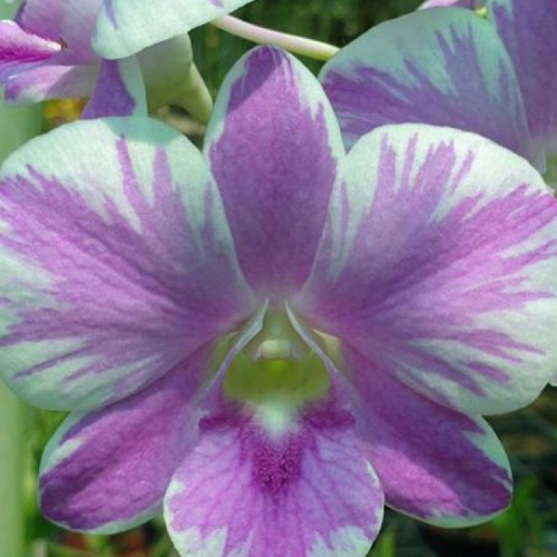 DENDROBIUM - PINK SPLASH