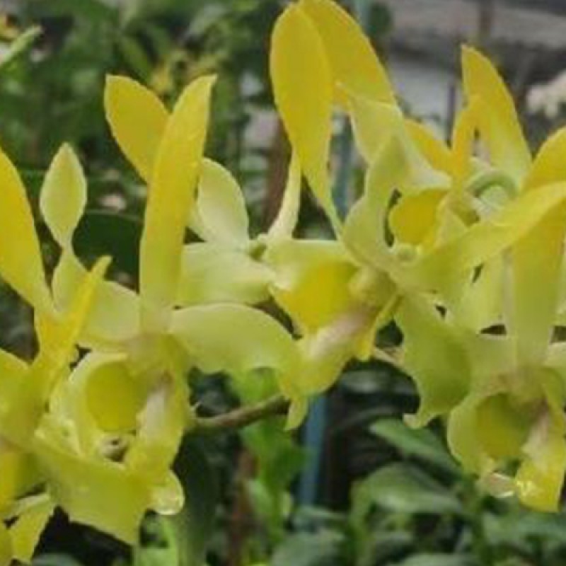 DENDROBIUM -CAESAR YELLOW