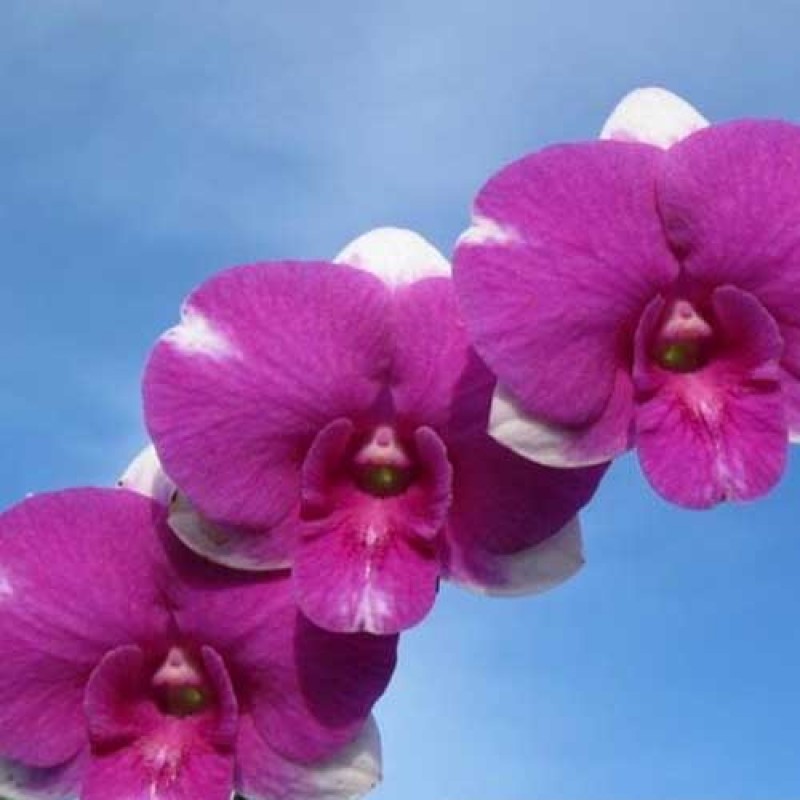 DENDROBIUM SEEDLING -PARAGON 5