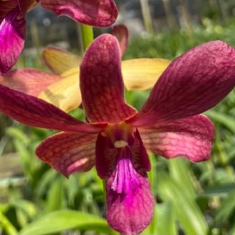 DENDROBIUM BURANA SUNDEY RED