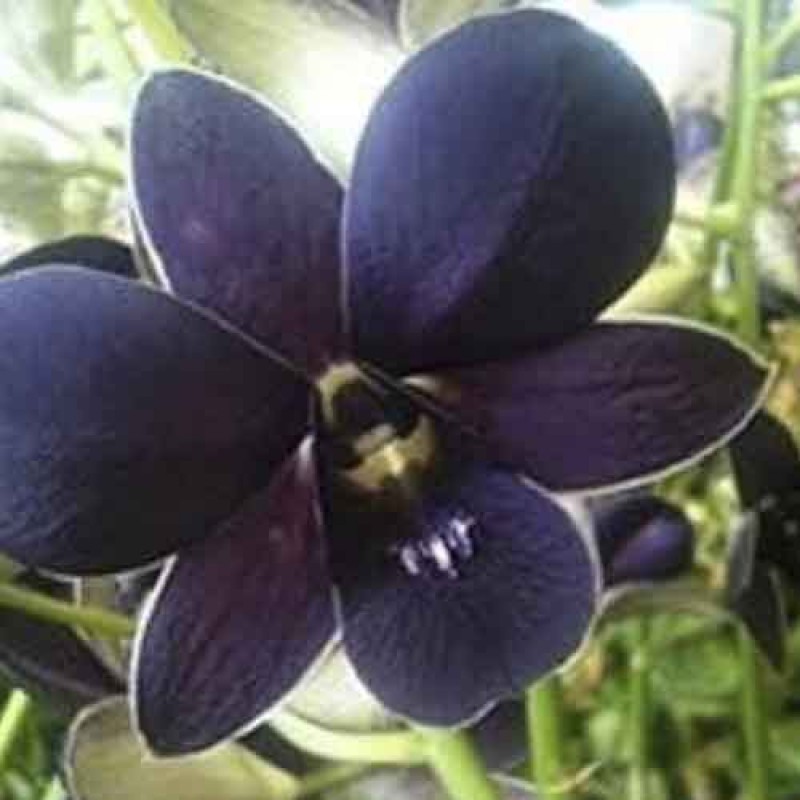 DENDROBIUM TG BLUE ( MATURE PLANT)