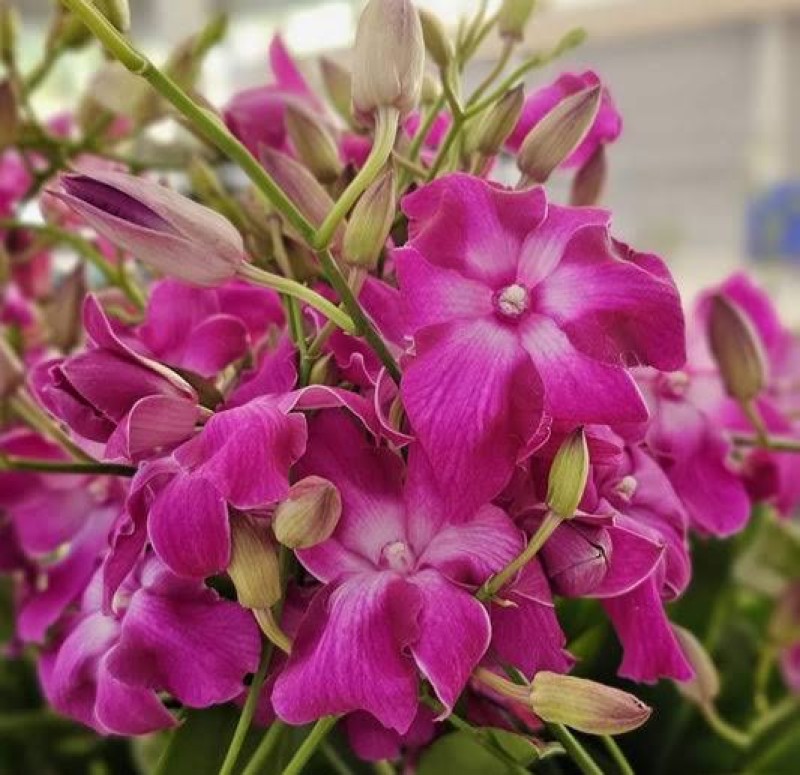 DENDROBIUM STARFISH  RED MATURE