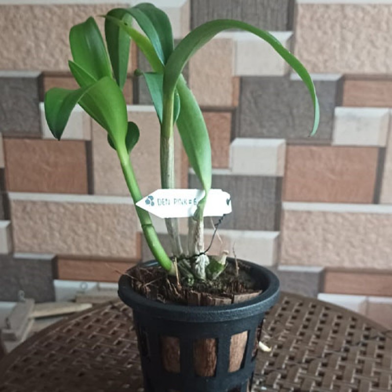 DENDROBIUM SEEDLING-  PINK 6