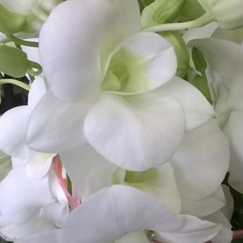 DENDROBIUM  - BIG JUMBO WHITE (MATURE PLANT)