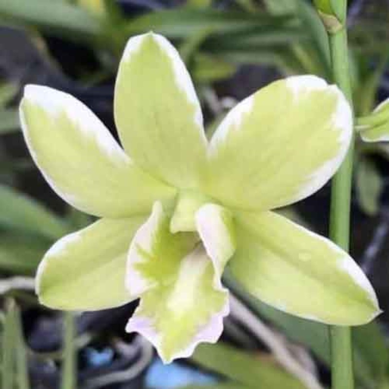 DENDROBIUM BURANA JADE VARIEGATED MATURE