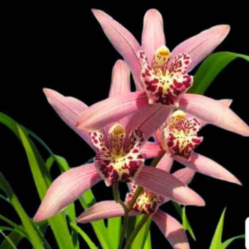 CYMBIDIUM MISS TAIPIE