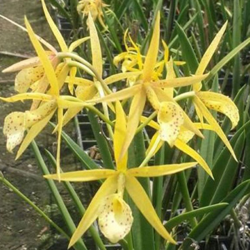 CATLIYA - YELLOW BIRD
