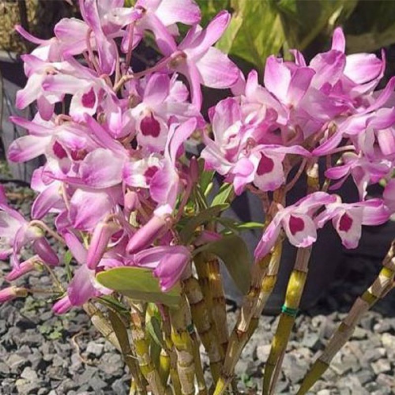 DEN.NOBILE - AKEBONO
