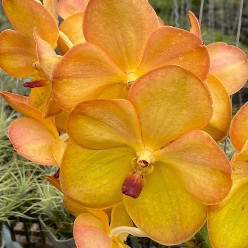 VANDA - YELLOW ORANGE 514