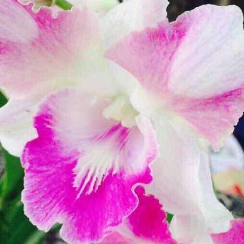DENDROBIUM SEEDLING - DRAGON PINK