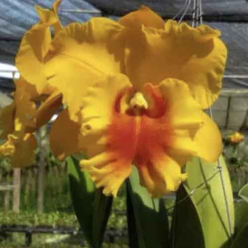 CATTLEYA NP GOLD