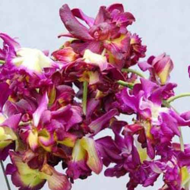 DENDROBIUM - ROSE BETTY RED MATURE PLANTS