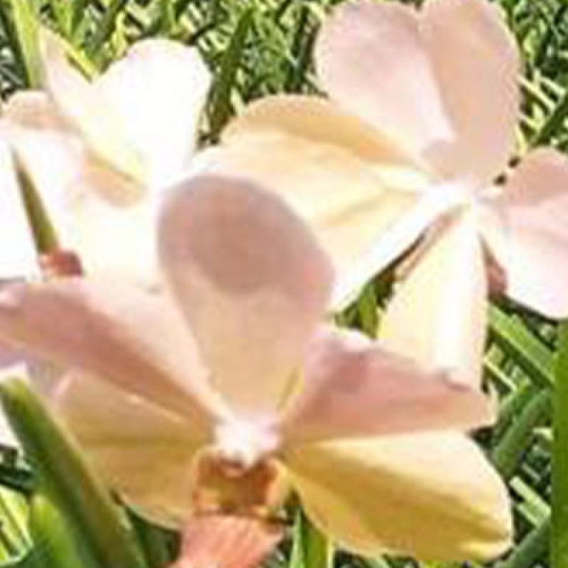 SUN VANDA - PEACH GOLD 