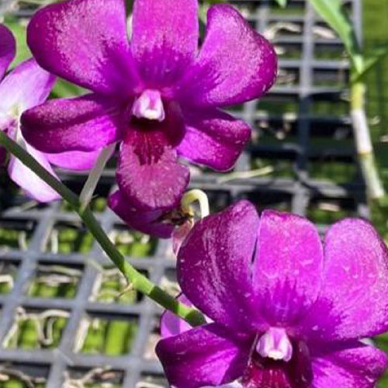 DENDROBIUM - ZATA 247