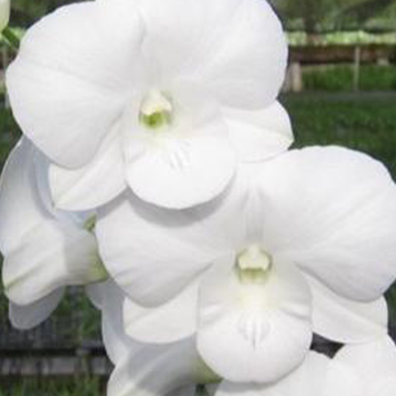 DENDROBIUM - WHITE GIANT
