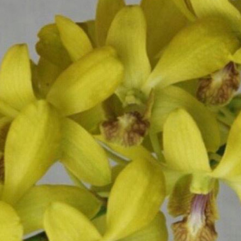 DENDROBIUM THONGCHAI ANCHENG