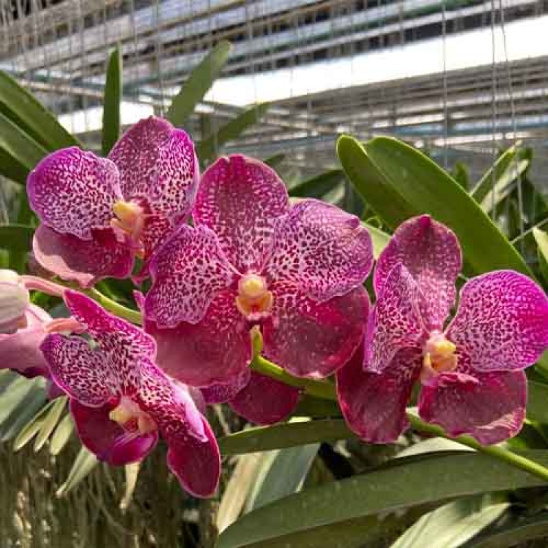 VANDA PINK SPOT 422 MATURE PLANTS