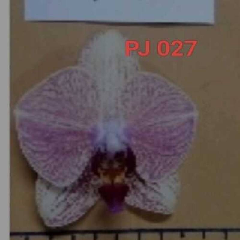 PJ-27