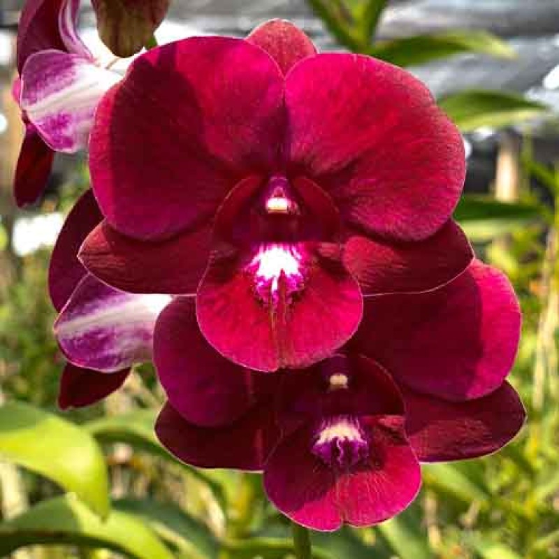 DENDROBIUM RED WHITE LIP MATURE PLANTS