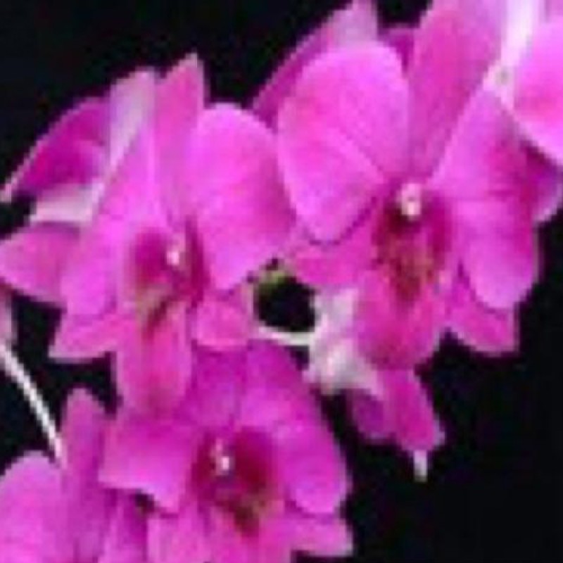 DENDROBIUM - MISS ASIAN