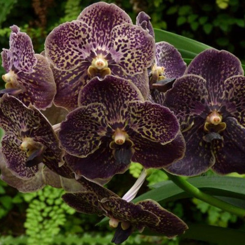 VANDA-  CHOCOLATE FUDGE
