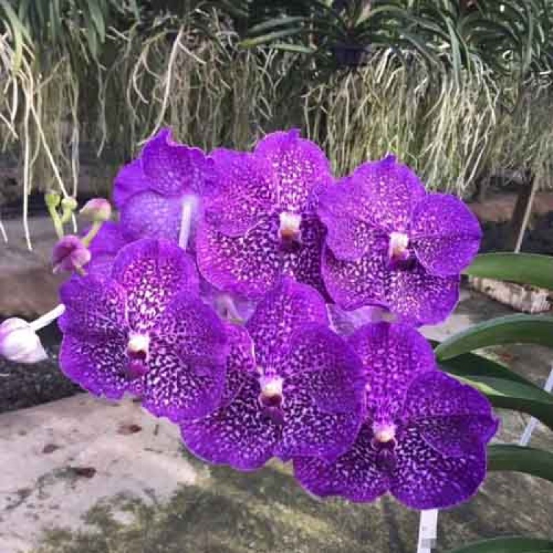 VANDA ROTSHINE X VARUTH FUCHSIA 520