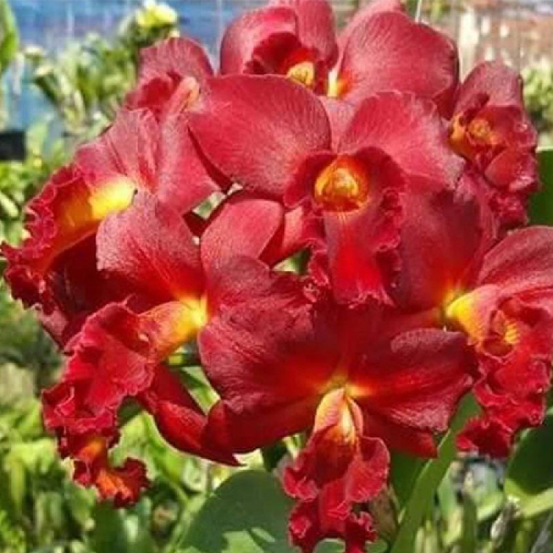 CATTLIYA - MINI DORIS RED DRAGON 