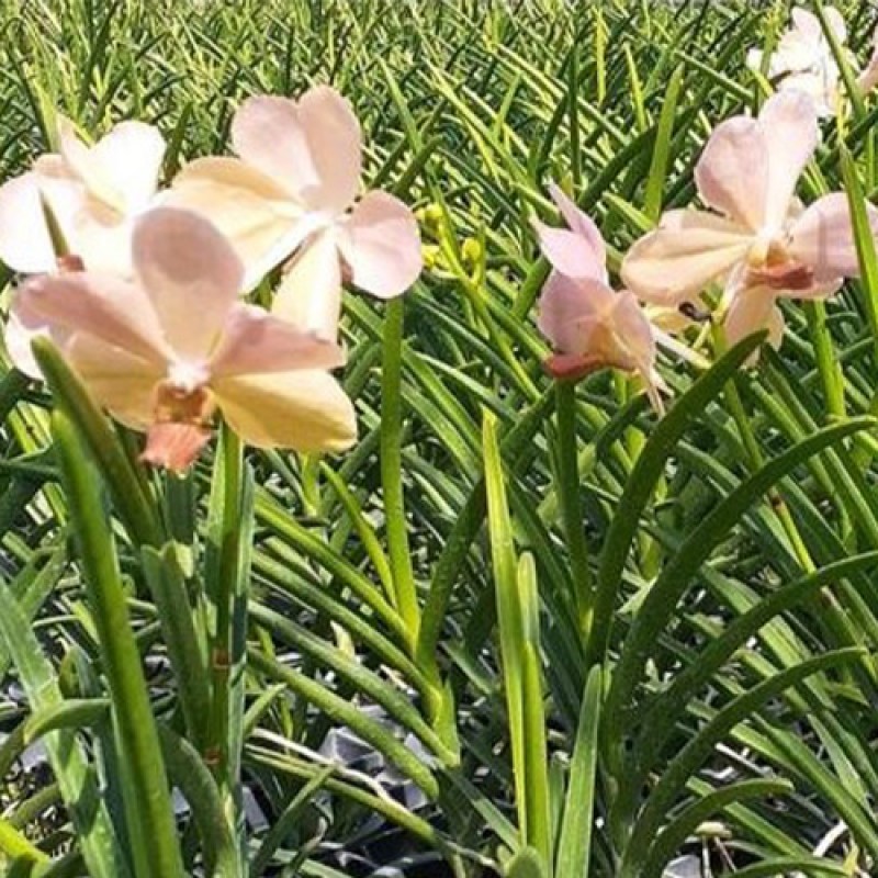 SUN VANDA - PEACH GOLD