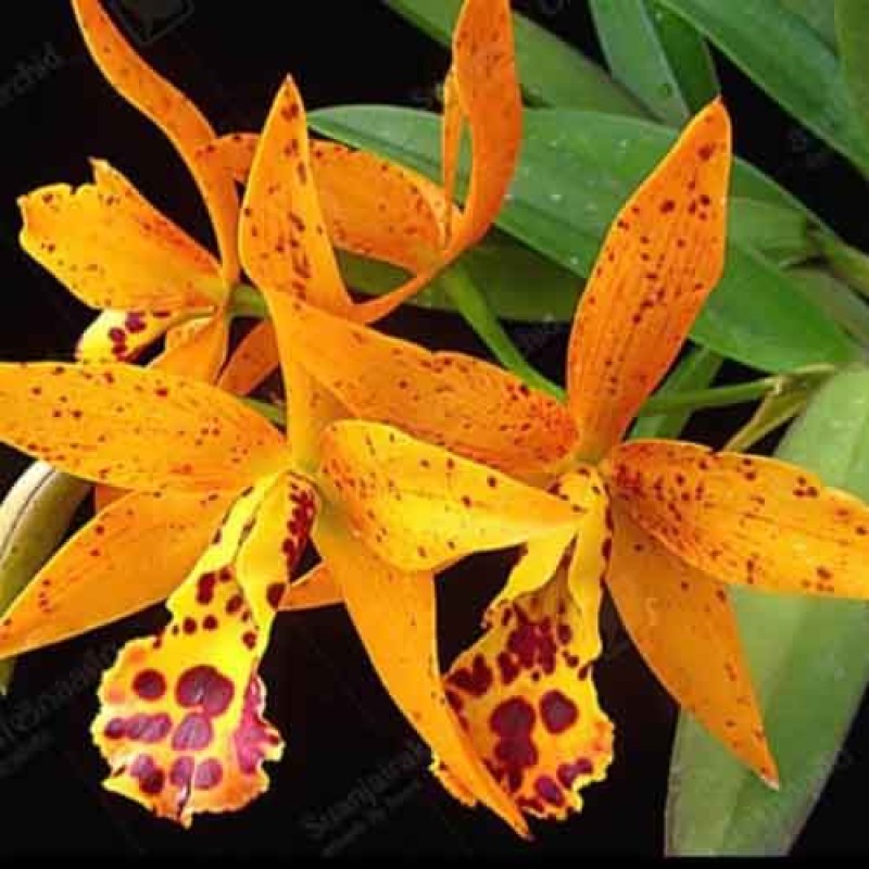 CATTLEYA JAIRAK STARBUST MATURE 