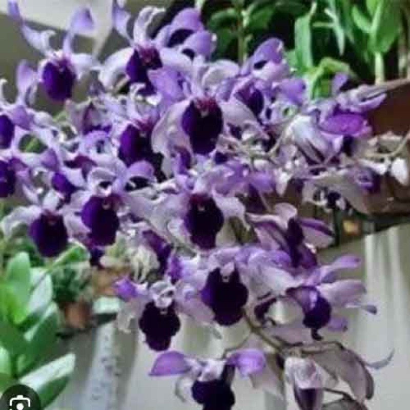 DENDROBIUM SERENE CHANG MATURE PLANT