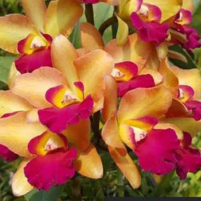 RTH .RIVER KWAI FLOATING MATURE PLANTS